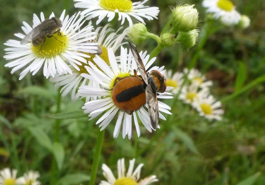 Tachinidae:  Ectophasia crassipennis ?  S, maschio